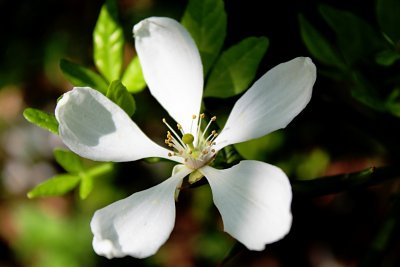 Poncirus trifoliata - citronečník trojlistý - detail květu